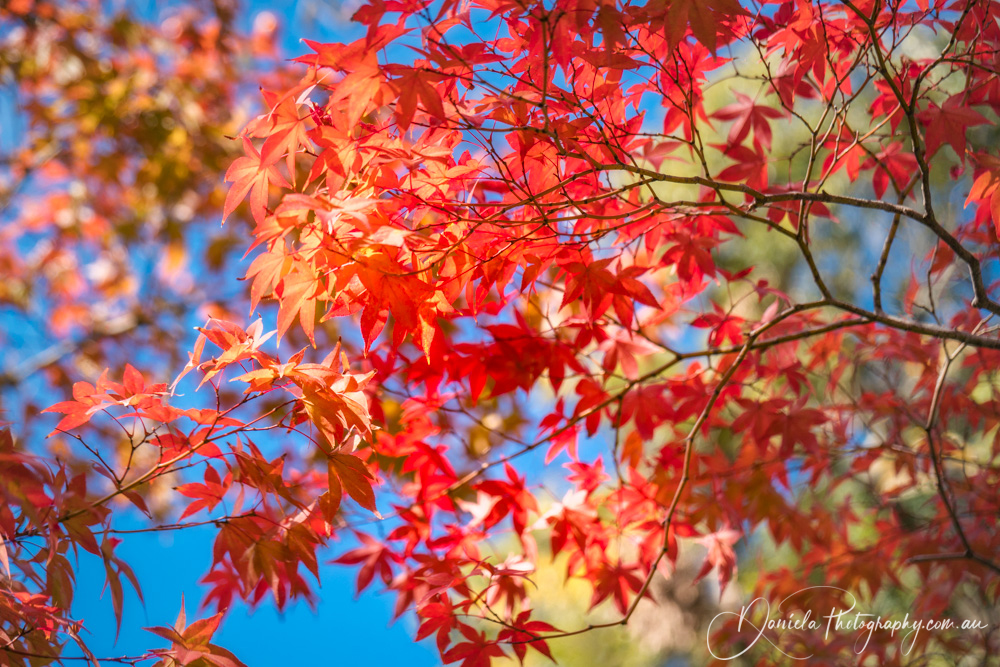 Autumn foliage in a maple tree at a Zen Garden in Kyoto